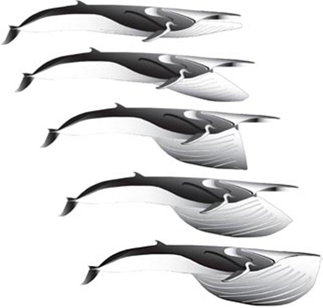 Microplastics impact in fin whale 300
