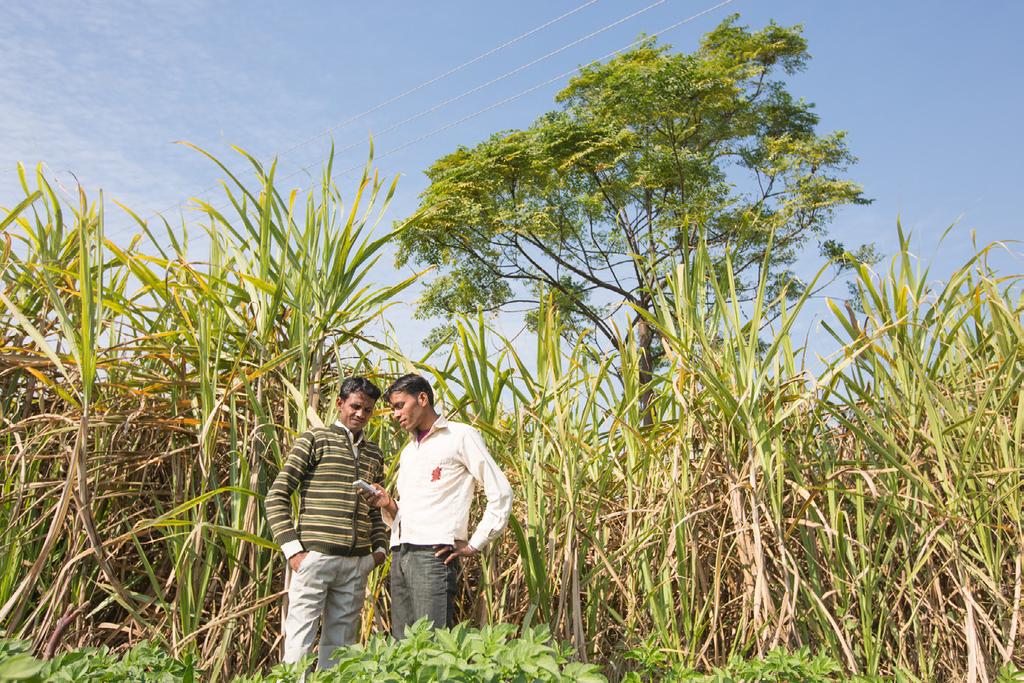 Jaipal learned from a man named Ravi (pictured with him here) that there is another, more accurate and reliable, way to get farmingrelated information: mkisan (which means mfarmer ), available