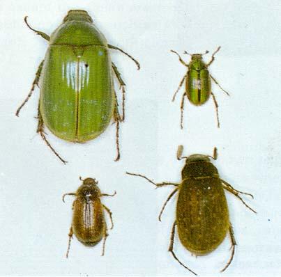 Forest and Timber Insects in New Zealand No. 43 Melolonthine Beetles In Forests Grass Grub and other Chafers Based on J. Bain (1980) Insect: (Coleoptera: Scarabaeidae: Melolonthinae) Fig.