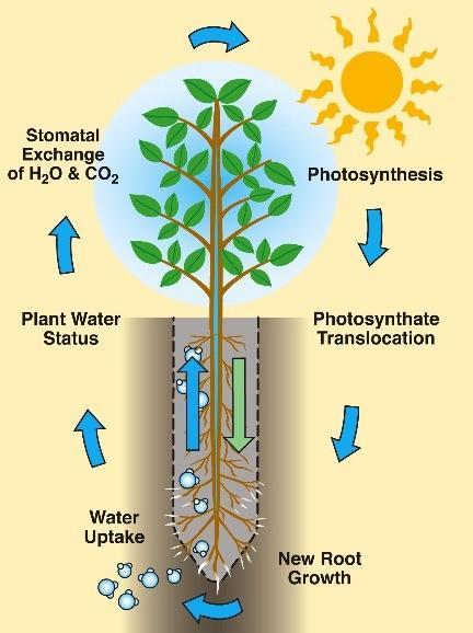 Objective: plant establishment GROW ROOTS!