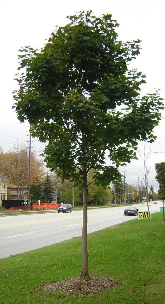 Asset Portfolio Urban Forest Biological street trees, shrubs, perennials and growing media Civil soil cells and irrigation systems, drainage