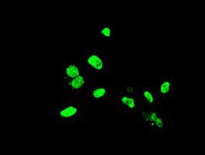 Immunocytochemistry/Immunofluorescence: ELK3 Antibody (1H3) [NBP2-01264] Staining of COS7 cells transiently transfected by pcmv6-