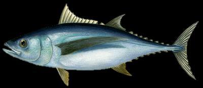 certified Chilled Yellowfin Tuna Line
