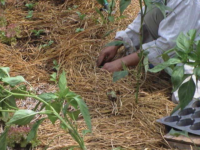 A Natural Farming System for Sustainable Agriculture in the Tropics Mulching also prevents soil from splashing onto leaves thereby minimizing many disease problems from pathogenic bacteria in the
