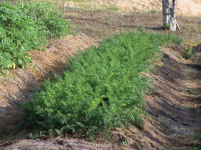 Mulching - Chapter 12 Carrot quality and sweetness are enhanced by the phosphates in straw mulch. Mulching is also part of the nutrient cycle.
