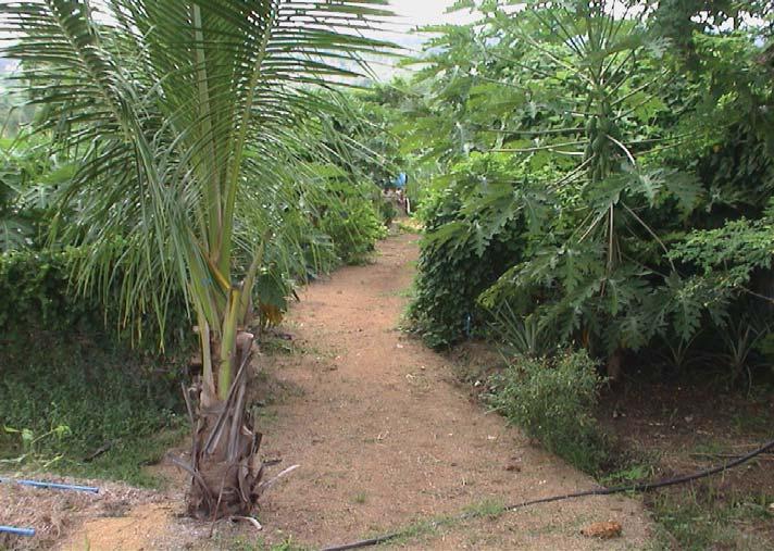 A Natural Farming System for Sustainable Agriculture in the Tropics A walkway covered in rice hull prevents soil from eroding and minimizes mud.