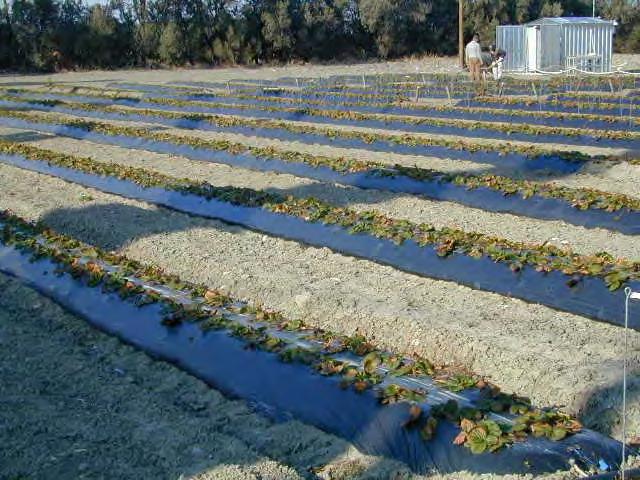Biopolymers in crop protection Mulching allows: Reduction of spontaneous