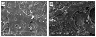 Figure 4.32-SEM micrograph from Mondrinos 53 Figures 4.31 and 4.32A show similar growth patterns and indicate a strong cell adhesion and proliferation on the scaffolds.