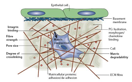 Figure 2.2-Schematic of Extracellular Matrix 12 The mechanical properties of ECM are determined by the composition, architecture, and degree of crosslinking. 2.1.2.3 Common Approaches Exploration into culturing hepatocytes has been delicate as the cells are anchorage dependent.