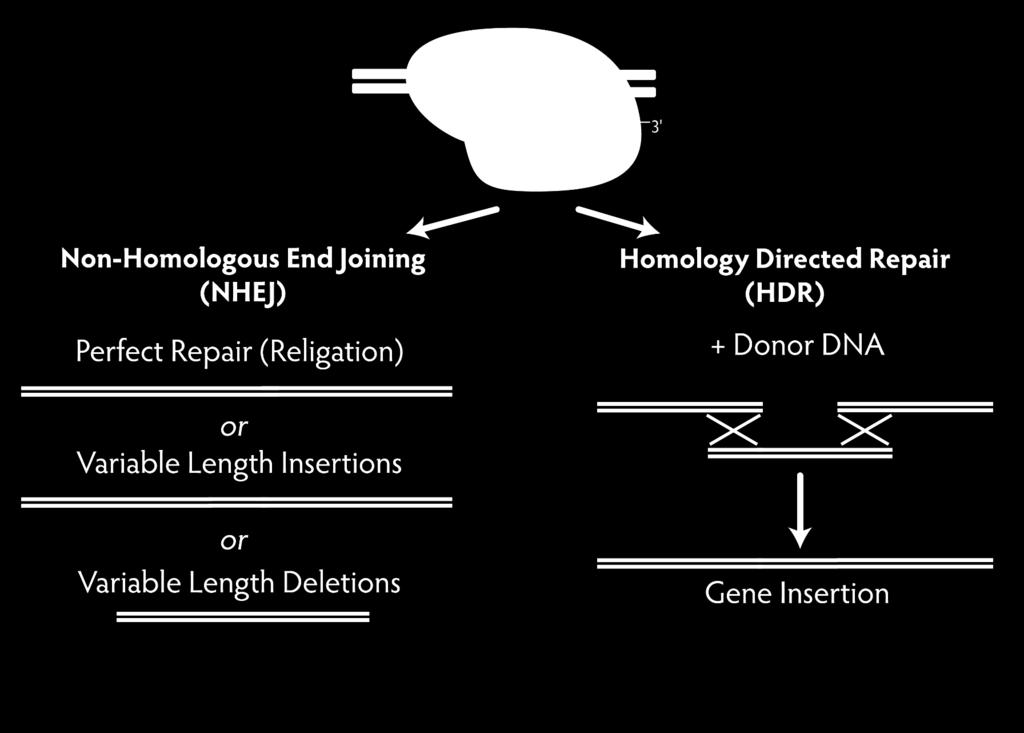 How Can CRISPR Insert, Delete or