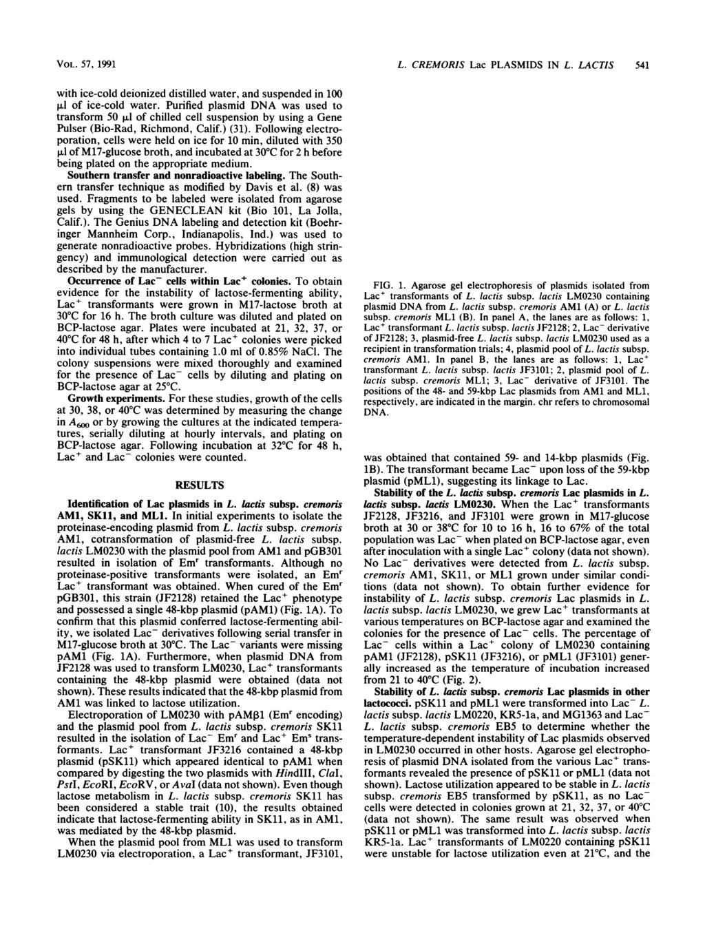 VOL. 57, 1991 with ice-cold deionized distilled water, and suspended in 1 pi of ice-cold water.