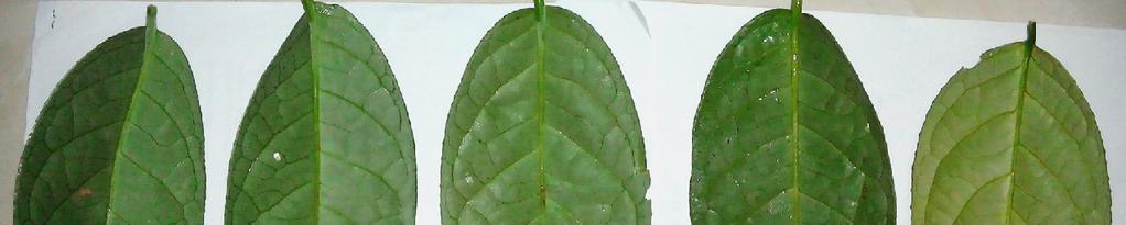nhiên ở Vườn Quốc gia Tam đảo, Vĩnh Phúc. Vật liệu nghiên cứu: Các mẫu lá bánh tẻ của cây Trà hoa vàng, mỗi loài lấy 5 mẫu lá ở 5 cây khác nhau.
