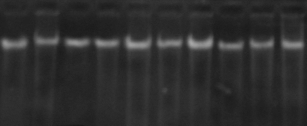 tổng số tách chiết từ lá cây Trà hoa vàng tam đảo bẵng kỹ thuật PCR trên máy PCR 9700 Thermal Cycler Applied Biosystems (Mỹ), mỗi phản ứng PCR được thực hiện trong tổng thể tích 25 μl, bao gồm: H 2 O