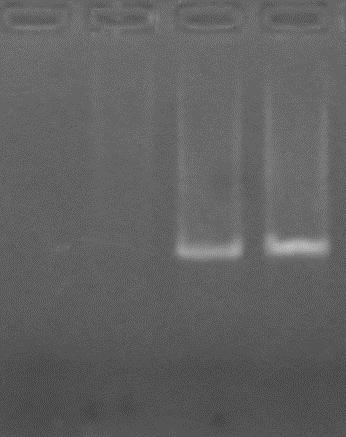 1 2 3 4 Hình 04. Kết quả nhân bản đoạn gen matk sử dụng ADN khuôn ở các độ pha loãng khác nhau Giếng 1: nồng độ ADN khuôn là 2.