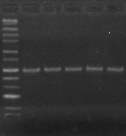 000 ng/µl (giếng 1) và 200 ng/µl (giếng 2) thì không thấy xuất hiện sản phẩm PCR. Dung dịch ADN pha loãng ở nồng độ 40 ng/µl (giếng 3) và 20 ng/µl (giếng 4) thì xuất hiện băng ADN đặc hiệu.