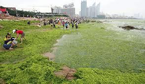 property Drinking Water Treatment Costs Harmful Algae