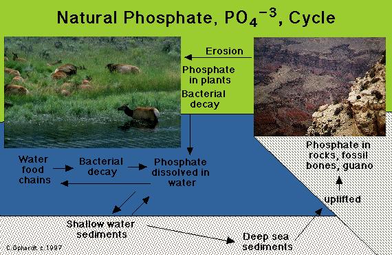 The Phosphorus Cycle Involves 2 major steps Bacterial