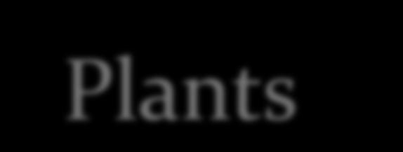 P Plants