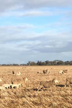 Stubble grazing Cereal and pulse stubble can provide a valuable source of energy to livestock after harvest, and as with any grazing, there are some important considerations.