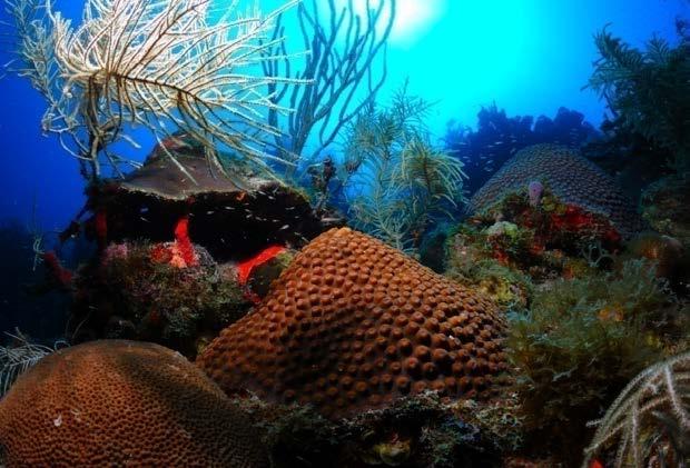 OF A COMPREHENSIVE CORAL REEF RESTORATION STRATEGY