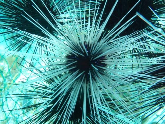 Long-Spined Urchin Research Importance of the species