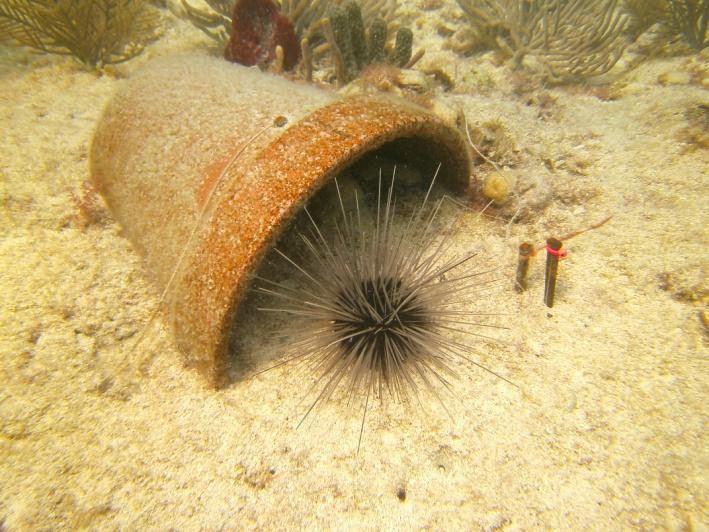 Long-Spined Urchin Research Successful