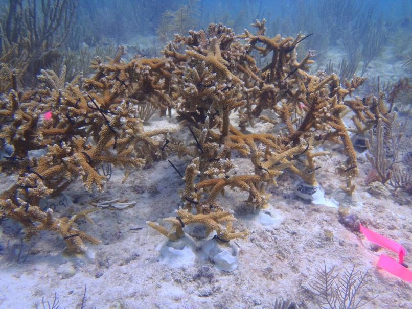 highly degraded reefs will require habitat
