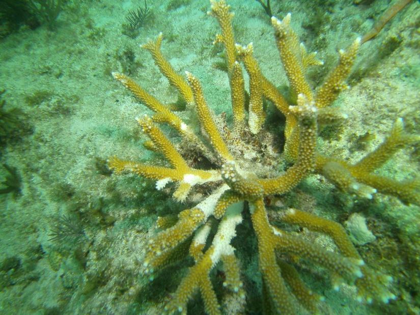 outplanted corals used in
