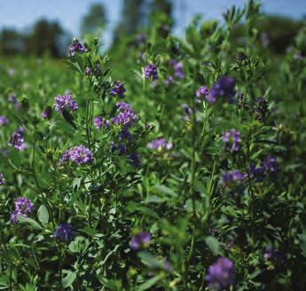 ALFALFA PRODUCTS HARVXTRA HarvXtra is reduced lignin alfalfa stacked with Roundup herbicide resistance.