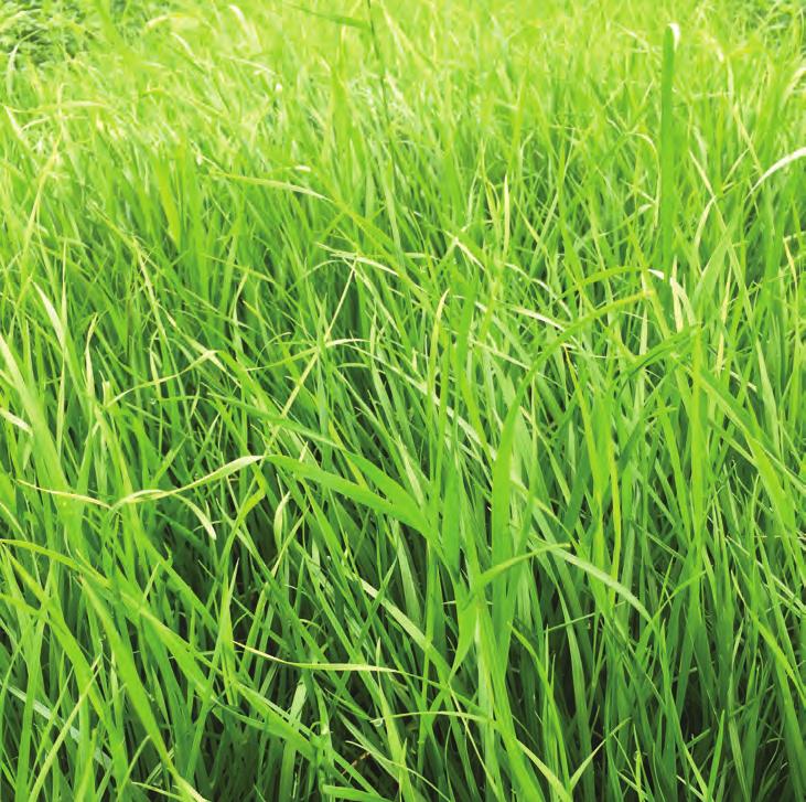 GRASSAND OTHER SEED PRODUCTS FEATURED GRASSES RENK CARRIES ELITE VARIETIES OF THE FOLLOWING GRASSES: MINT FESTULOLIUM Festulolium is a cross between Perennial Ryegrass and Meadow Fescue, giving it