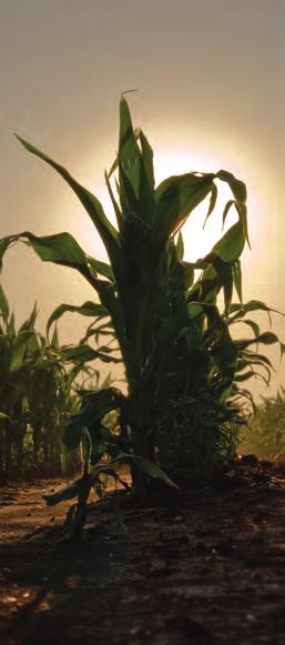 YOUR SEED COMPANY LIBERTYLINK AGRISURE VIPTERA 3111 AGRISURE GT AGRISURE ARTESIAN LibertyLink (LL) herbicide resistance gives corn the ability to survive applications of LibertyLink herbicide.