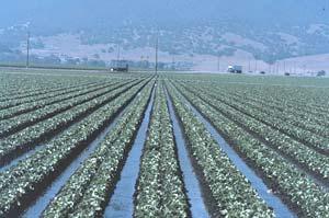 San Joaquin Valley: Irrigated Agriculture San Joaquin Valley: Issues Agricultural sustainability is threatened shallow water