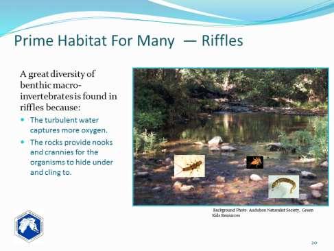 Many aquatic organisms prefer riffle areas the parts of streams where there are rocks, cobble, or gravel.