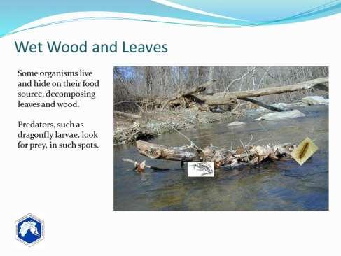 Submerged logs and wet decaying clumps of leaves (leaf packs) support macroinvertebrates that eat decaying leaves and wood or algae and plant and animal debris on the leaves and wood.
