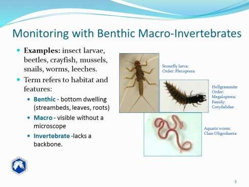 The type of monitoring we will learn today involves collecting benthic macroinvertebrates from various habitats in a stream. This type of monitoring is called BIOMONITORING.