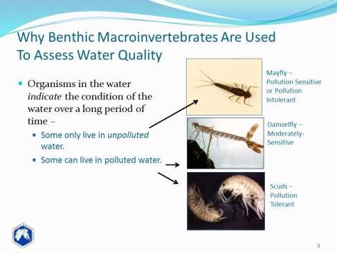 Benthic macroinvertebrates reflect ongoing stream conditions, as they spend months to years in the water. Some organisms are pollution intolerant (or pollution-sensitive).