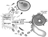 The pathogenesis of multiple sclerosis 4 T T T T 5 Pathological heterogeneity in multiple sclerosis Inflammation Axonopathy Neurodegeneration Type
