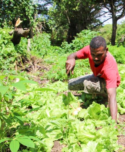 Agriculture in Vanuatu According to the Asian Development Bank, agriculture is more important to the Vanuatu economy than it is to any other Pacific economy, since it does not have the same mineral