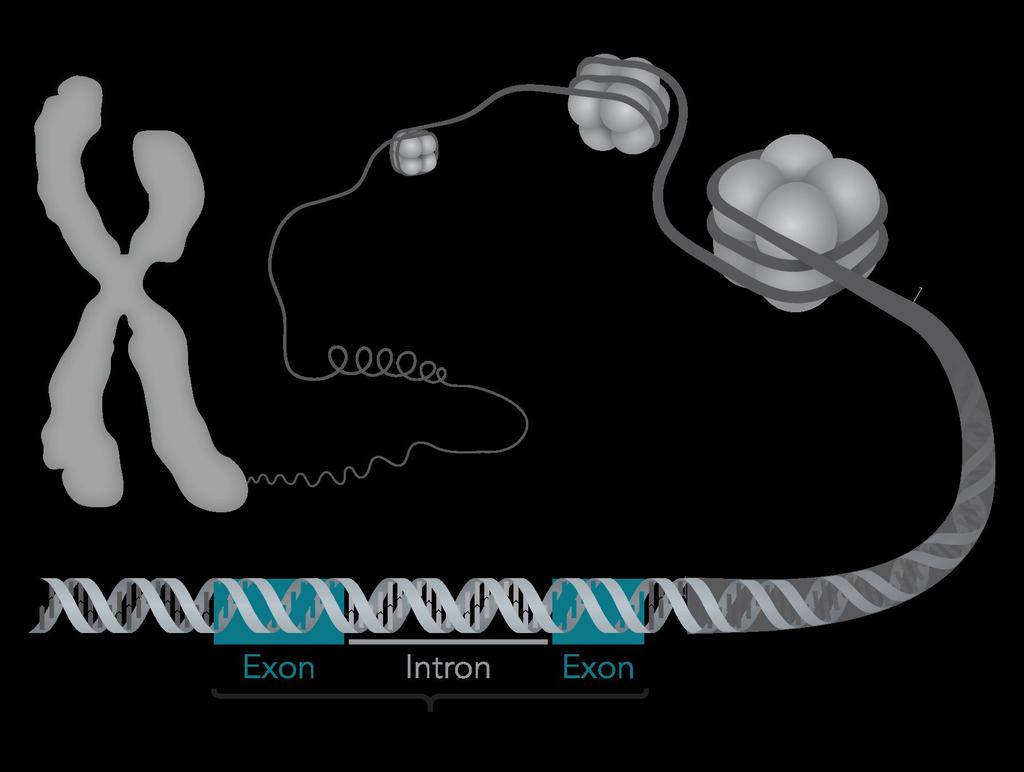 Exons are the genetic information.