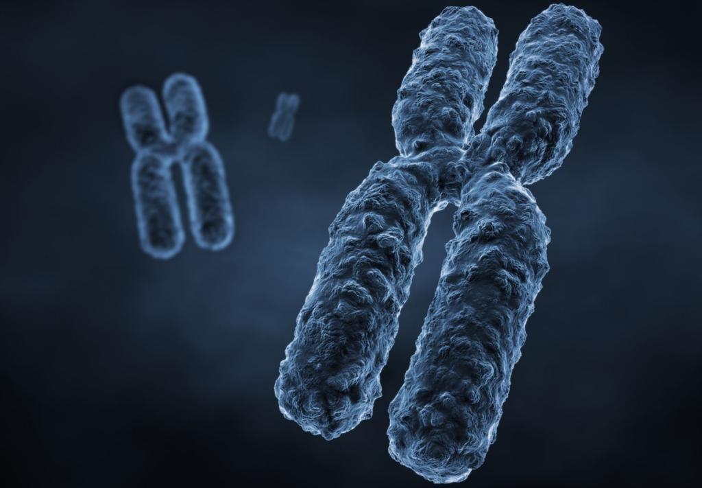 Chromosomes Sometimes DNA coils into rod-shaped sticks called chromosomes so it can fit inside your cells.