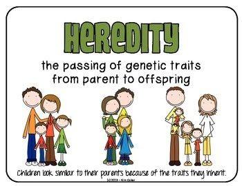 What is heredity?