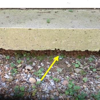 The rear patio step needs to be supported further or it will settle mud-jacking is recommended 4. Patio and Porch Condition Materials: The patio/porch roof is the same as main structure. 5.
