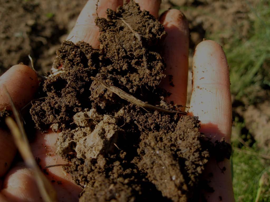 Nutrient Management 590 Relatively slow release (biologically based) Soil, compost, and manure testing NOP requirement to maintain or build SOM & minimize erosion Crop rotations & cover crops are