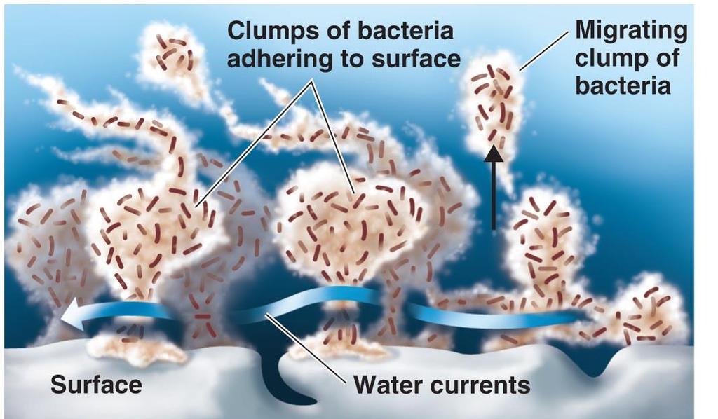 Biofilms Fig 6.5 Microbial communities form slime or hydrogels and share nutrients 1 st step: Attachment of planctonic bacteria to surface structures.