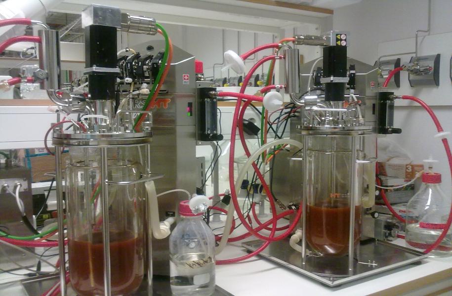 STUDIES USING XYLOSE FERMENTING YEAST FOR LIGNOCELLULOSIC