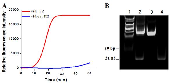 Fig. S1 (A) Real-time fluorescence monitoring of target-triggered EXPAR with SYBR Green I as the fluorescent indicator in the presence (red line) and in the absence (blue line) of 1 nm FR.