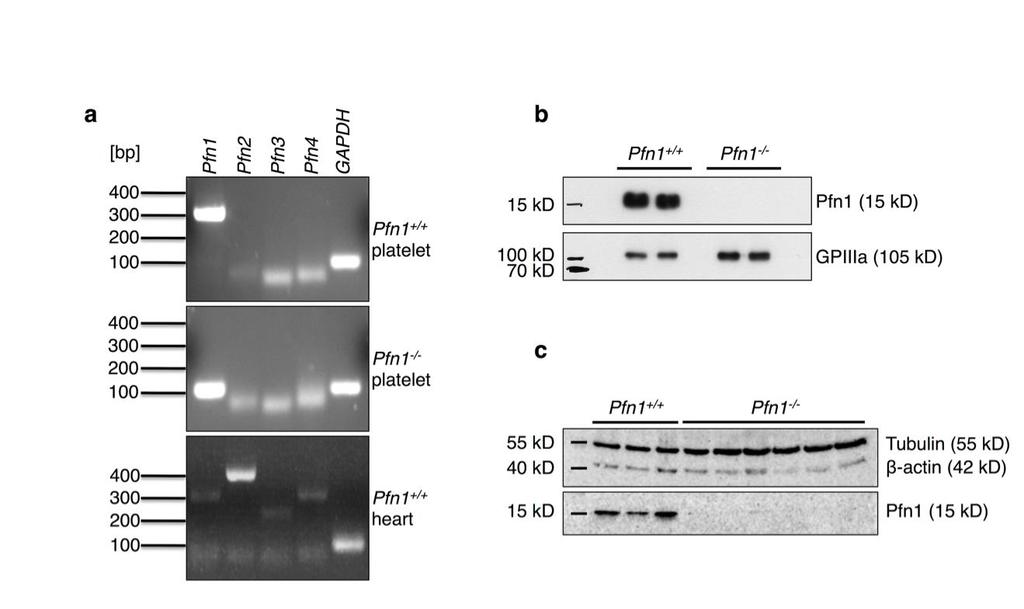 Supplementary Figure 1 Pfn1, but not other Pfn isoforms are expressed in platelets. (a) RT-PCR of Pfn isoforms in control mouse platelets, Pfn1 -/- platelets and control heart.