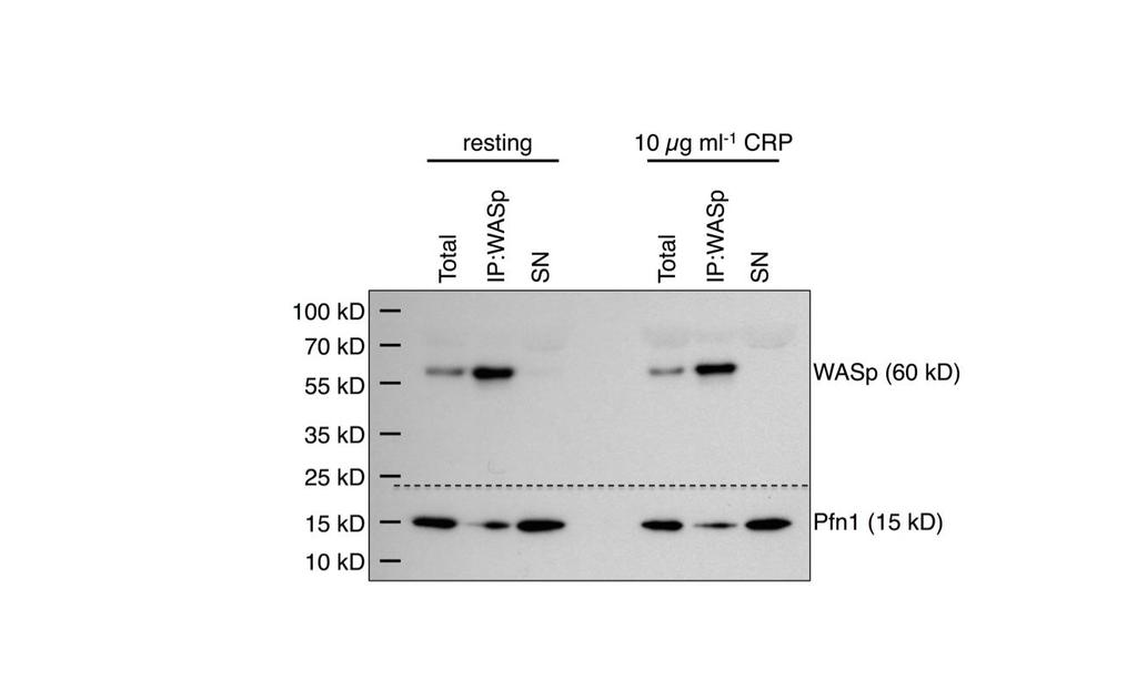 Supplementary Figure 16 Pfn1 co-immunoprecipitates with WASp in resting or 10 µg ml -1 CRP-activated mouse platelets.