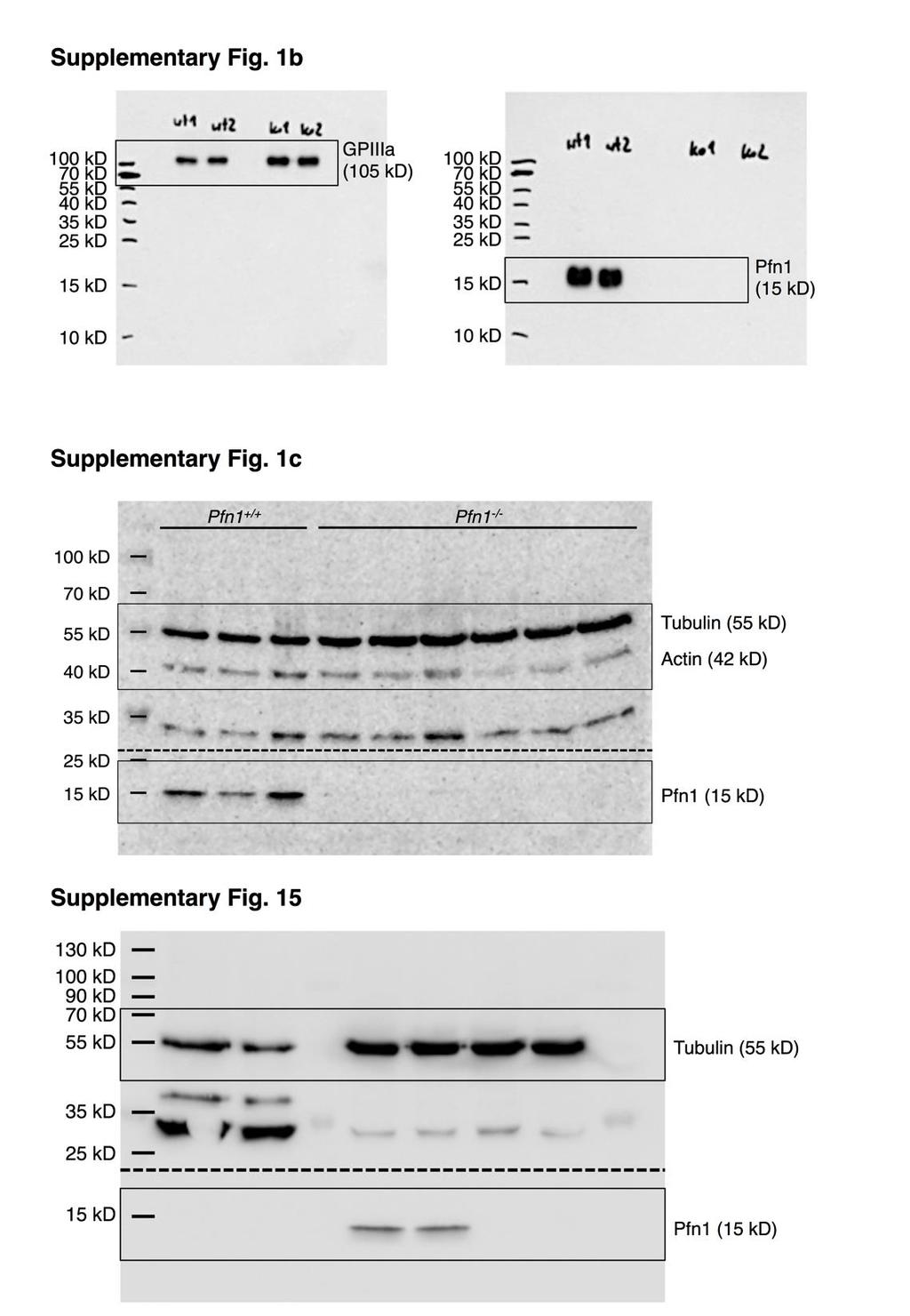 Supplementary Figure 20 Western blot images of selected bands displayed