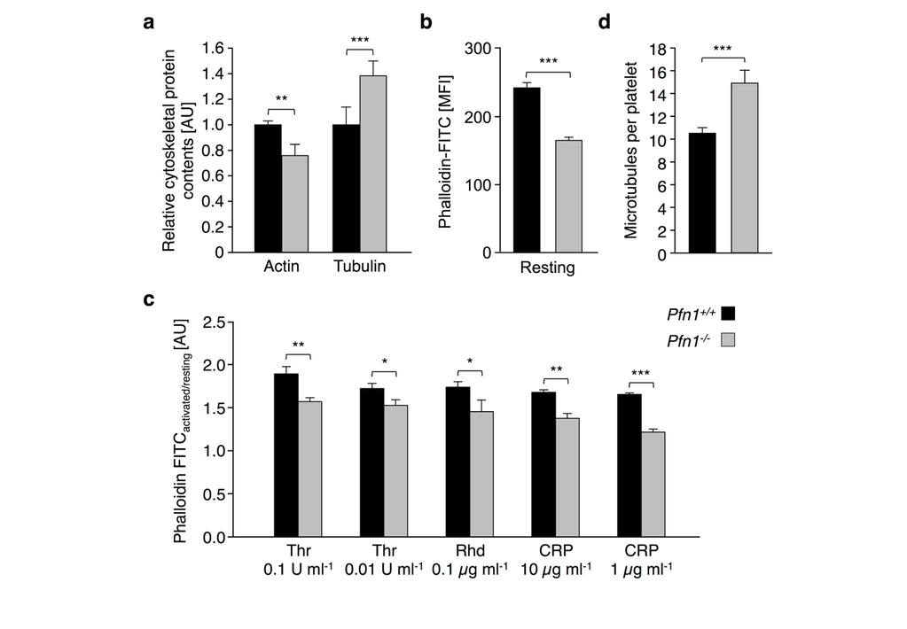 Supplementary Figure 6 Decreased actin assembly in Pfn1 -/- platelets.